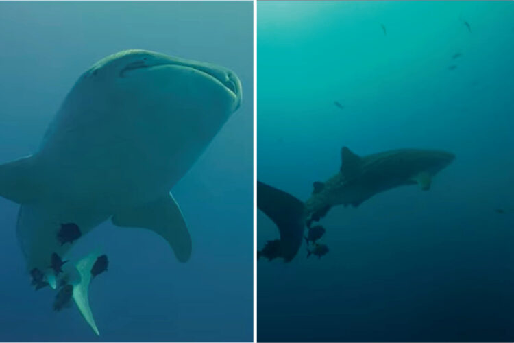 メキシコの海で出会ったジンベイザメ。頭上を掠めるようにゆっくり泳いで進んでいくその姿は圧巻です！！【海外・動画】