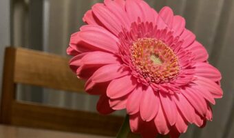 お花屋さんに教わったガーベラの飾り方がスゴい!なんと2週間経っても満開でキレイなままなのです!!【Twitter・ライフハック】