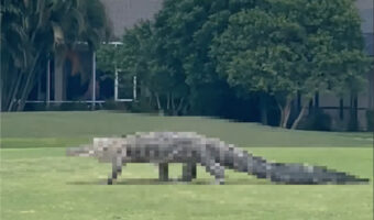 フロリダのゴルフ場に姿を現した巨大な『ある生き物』。ここは自分のテリトリーだとばかりに、足を高く上げながら軽快に歩いていきました