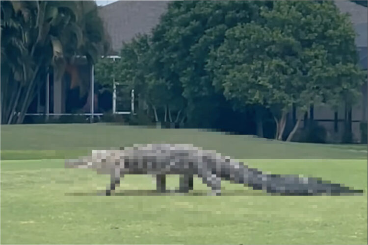 フロリダのゴルフ場に姿を現した巨大な『ある生き物』。ここは自分のテリトリーだとばかりに、足を高く上げながら軽快に歩いていきました