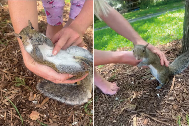 人の手をハンモックにしてくつろぐリス。お腹をなでられたり、ひまわりの種をもらい優雅なリラックスタイムを過ごしています【アメリカ・動画】