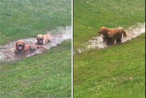 泥の水たまりを見つけたゴールデンレトリバーたち。飼い主さんの制止も振り切り、水たまりへバシャン！楽しそうにしますが、この後が大変そうです