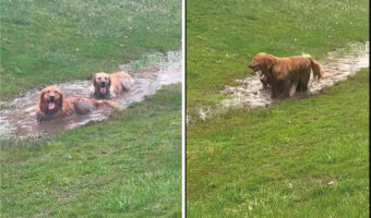 泥の水たまりを見つけたゴールデンレトリバーたち。飼い主さんの制止も振り切り、水たまりへバシャン！楽しそうにしますが、この後が大変そうです