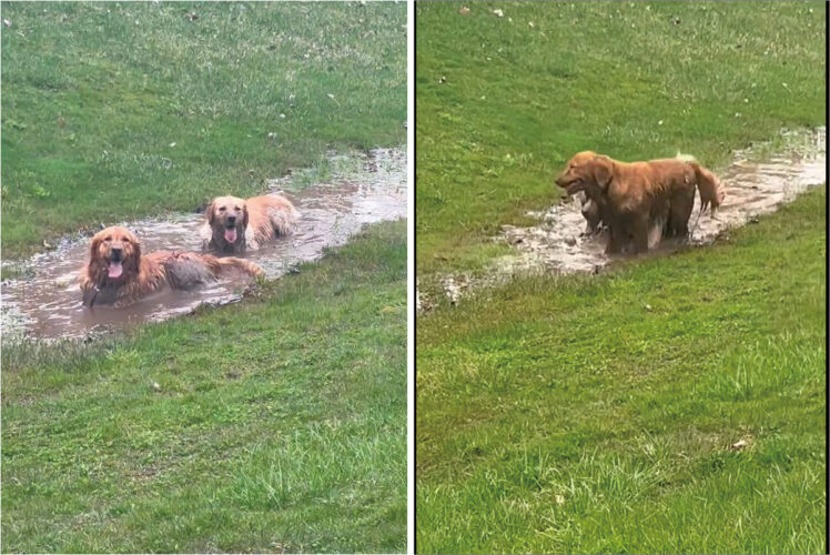 泥の水たまりを見つけたゴールデンレトリバーたち。飼い主さんの制止も振り切り、水たまりへバシャン！楽しそうにしますが、この後が大変そうです