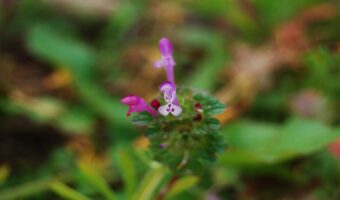 ホトケノザとはどんな花？その名前の由来や花言葉は？春の七草とは別物なのでご注意を！