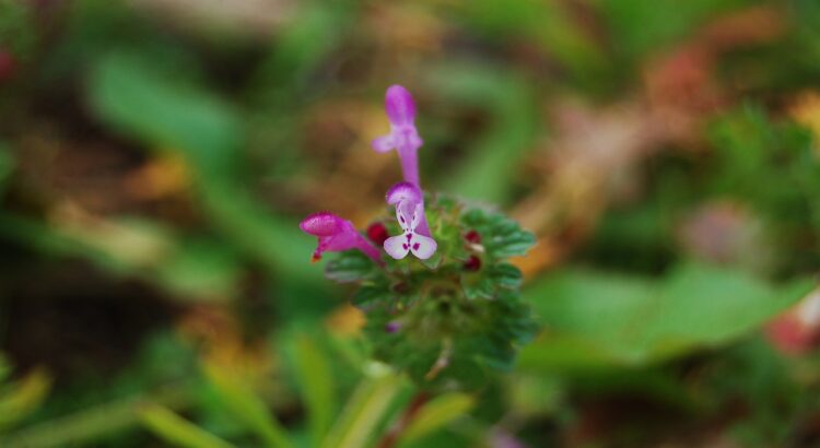 ホトケノザとはどんな花？その名前の由来や花言葉は？春の七草とは別物なのでご注意を！