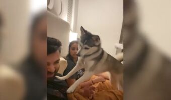 「ケンカはやめるワン！」飼い主さん夫婦が口ゲンカをすると、仲裁すべく即座にパパさんに口を開かせないようにするポムスキー【アメリカ・動画】