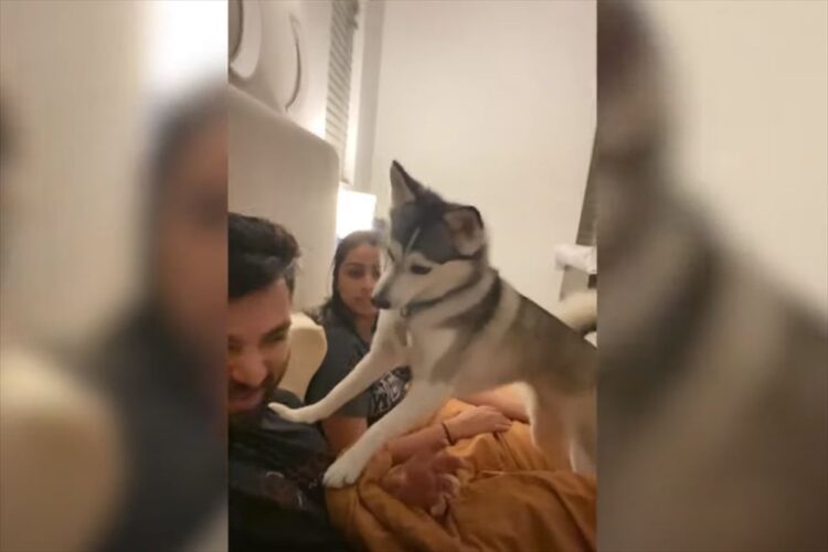 「ケンカはやめるワン！」飼い主さん夫婦が口ゲンカをすると、仲裁すべく即座にパパさんに口を開かせないようにするポムスキー【アメリカ・動画】