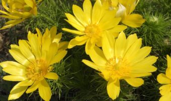 フクジュソウの花言葉は?縁起の良さそのそうな名前だけどその由来は?