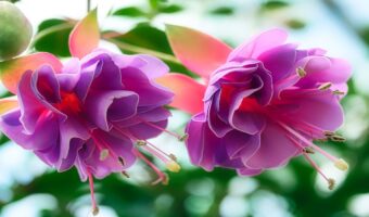 貴婦人のイヤリングともいわれる「フクシア」、その花言葉は?