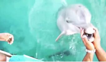 イルカが賢いことがよくわかる！「コレ、落しましたよ！」海に落としたiPhoneを拾ってくれるイルカさんの動画が凄い！