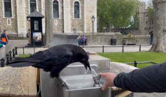 カラスが水を飲めるようにお手伝いしていたつもりが・・・。最後にトンデモなくヒドい目に遭う不憫な男性【海外・動画】