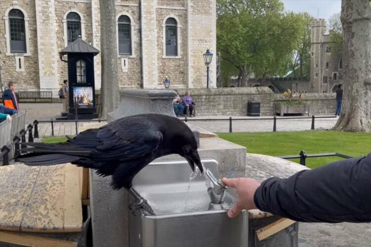 カラスが水を飲めるようにお手伝いしていたつもりが・・・。最後にトンデモなくヒドい目に遭う不憫な男性【海外・動画】
