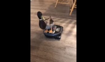 掃除もできてカモも楽しそうで一石二鳥!カモはロボット掃除機に乗ると、優雅におうちの中を移動していました【アメリカ・動画】