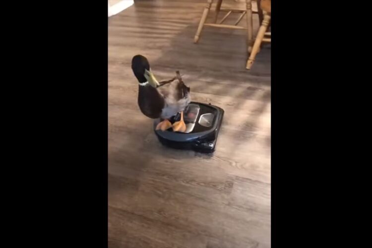 掃除もできてカモも楽しそうで一石二鳥！カモはロボット掃除機に乗ると、優雅におうちの中を移動していました【アメリカ・動画】