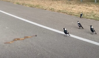 道路の真ん中で騒いでいるカササギたち。どうやら『ある生き物』の姿を見つけたようで、どこへ行くのか後を追って観察しています【海外・動画】