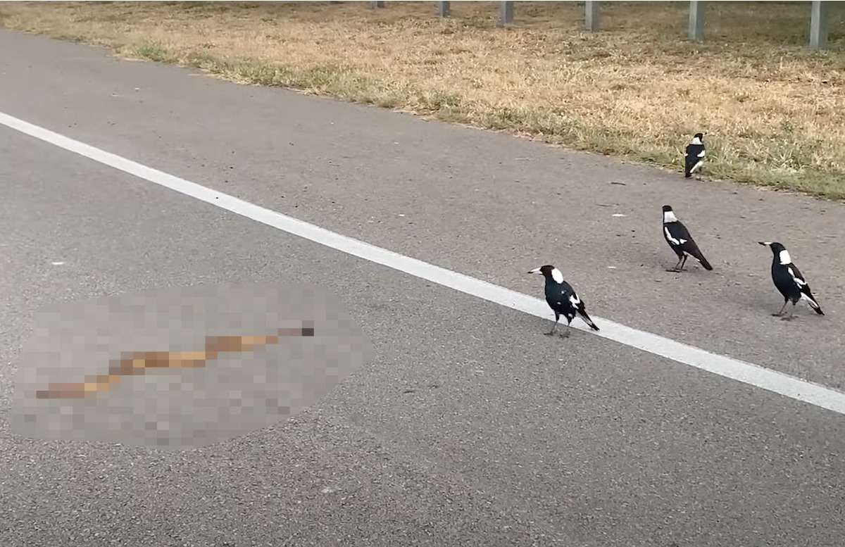 道路の真ん中で騒いでいるカササギたち。どうやら『ある生き物』の姿を見つけたようで、どこへ行くのか後を追って観察しています【海外・動画】