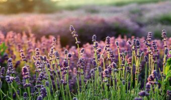ラベンダーとはどんな花?花言葉とプレゼントで贈る際の豆知識