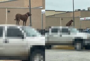 飼い主さんが買い物から帰ってくるのを待つ犬。じっと立っていたりおすわりしたりして待っているその場所にビックリ！！【アメリカ・動画】