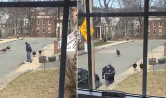 郵便屋さんが、縄張りを荒らしに来た不届き者にしか見えなかった七面鳥たち。どうにか出ていってもらおうと取った行動とは？！【アメリカ・動画】