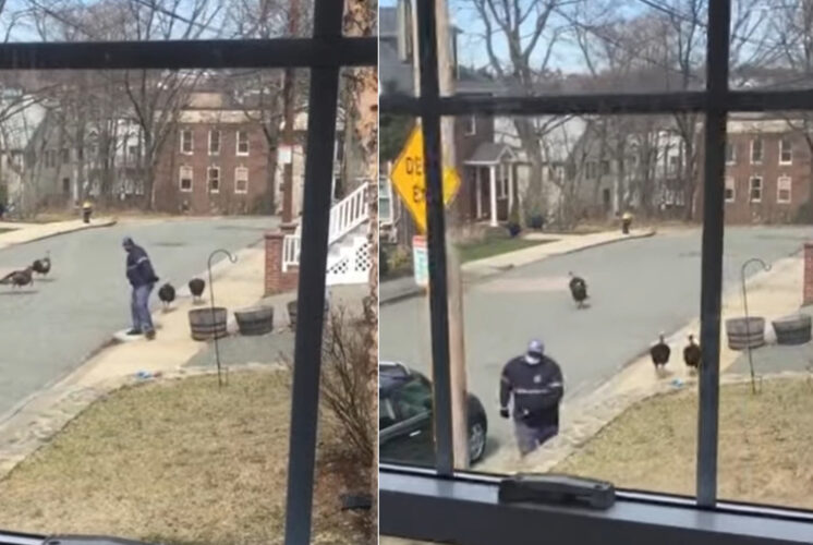 郵便屋さんが、縄張りを荒らしに来た不届き者にしか見えなかった七面鳥たち。どうにか出ていってもらおうと取った行動とは？！【アメリカ・動画】