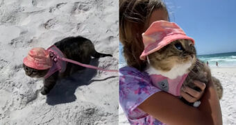 フロリダでバカンスを楽しむ猫。ビーチを散策するので、しっかり日焼けと暑さ対策のオシャレをしています【アメリカ・動画】