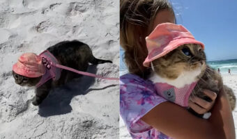 フロリダでバカンスを楽しむ猫。ビーチを散策するので、しっかり日焼けと暑さ対策のオシャレをしています【アメリカ・動画】