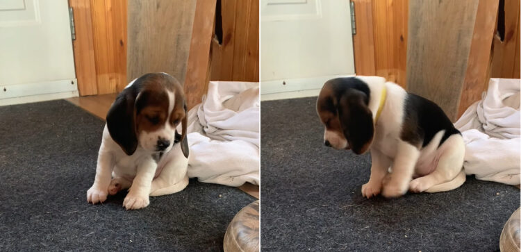 初めてお外で遊んできた子犬。すっかりおネムになっているようで、もうコクリコクリと船を漕ぐのが止まりません【海外・動画】