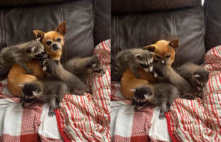 小柄なこの犬は野生動物向けリハビリ施設の母？！この日はアライグマの赤ちゃんたちにすっかり懐かれたみたいです【アメリカ・動画】