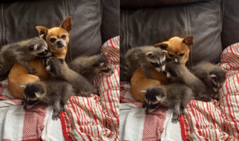 小柄なこの犬は野生動物向けリハビリ施設の母?!この日はアライグマの赤ちゃんたちにすっかり懐かれたみたいです【アメリカ・動画】