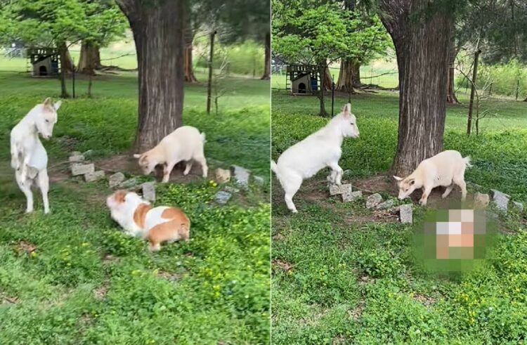 庭を元気に駆け回るブルドッグ。ところがヤギが目の前で威嚇するように立ち上がると・・・『マサカな姿』を披露しました！！