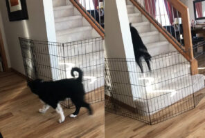 飼い主さんを出し抜くオーストラリアン・シェパードの子犬。階段の前に置かれたペットフェンスを賢い方法で突破しました【海外・動画】