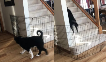 飼い主さんを出し抜くオーストラリアン・シェパードの子犬。階段の前に置かれたペットフェンスを賢い方法で突破しました【海外・動画】