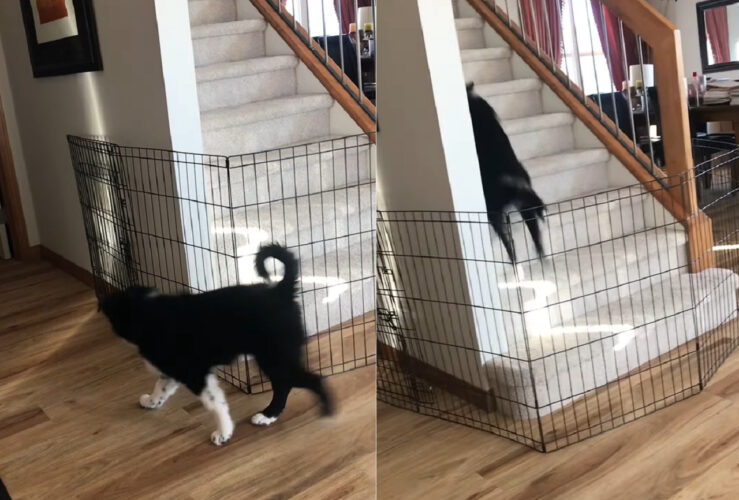 飼い主さんを出し抜くオーストラリアン・シェパードの子犬。階段の前に置かれたペットフェンスを賢い方法で突破しました【海外・動画】