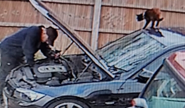 ボンネットを開け車のメンテナンスするパパさんを見守る猫。いつもなら肩に乗もらえるのに、この日は許してもらえなかった結果・・【海外・動画】