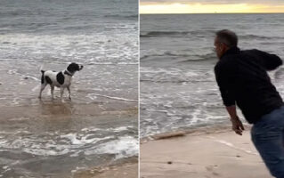 愛犬たちが小川の向こうに忘れたボールを回収しに行こうとしたパパさん。波が小さいうちに向かおうとジャンプしたその時・・・！！【海外・動画】