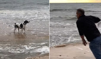 愛犬たちが小川の向こうに忘れたボールを回収しに行こうとしたパパさん。波が小さいうちに向かおうとジャンプしたその時・・・！！【海外・動画】