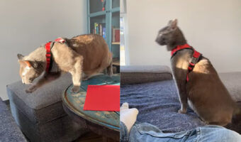 テーブルからソファへと移動しようとした猫。ところが足を置いた場所が悪かったらしく、なんだからしくない事態に!!【海外・動画】