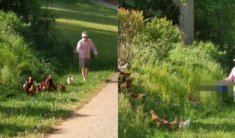 お隣の敷地に入り込んでしまったニワトリたち。鶏舎に戻すには『ある道具』を使えばニワトリの体も傷つけず安全安心です!!【アメリカ・動画】