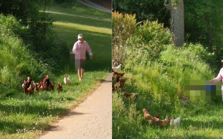 お隣の敷地に入り込んでしまったニワトリたち。鶏舎に戻すには『ある道具』を使えばニワトリの体も傷つけず安全安心です！！【アメリカ・動画】