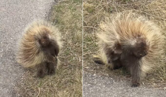 ヤマアラシの体を掻く姿が愛らしい！後ろ足で立ってフリーになった前足でポリポリしたり、後ろ足でおなかをカキカキしてみたり！！