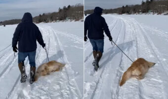 雪の中を進むのが大好きなゴールデンレトリバー。地面に転がるようにして滑っていくその姿はとても楽し気です!!【アメリカ・動画】