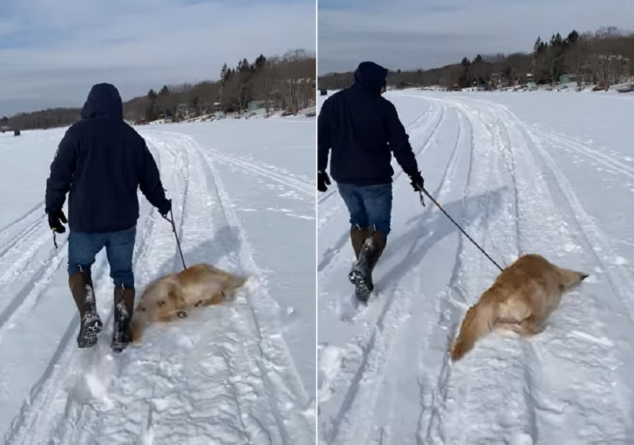 雪の中を進むのが大好きなゴールデンレトリバー。地面に転がるようにして滑っていくその姿はとても楽し気です！！【アメリカ・動画】