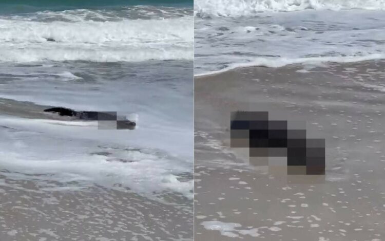 淡水に潜むイメージの巨大な『あの生き物』がビーチに姿をあらわした！そのまま陸に上がってくるのかと思いきや・・？【アメリカ・動画】