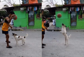 偶然？覚えた？飼い主さんがバスケットボールでドリブルをするのを見ていた愛犬。ボールを高く弾ませてもらうと・・なんとビックリ！！【動画】