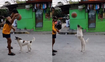 偶然?覚えた?飼い主さんがバスケットボールでドリブルをするのを見ていた愛犬。ボールを高く弾ませてもらうと・・なんとビックリ!!【動画】