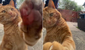 ※再生時音量注意！お家に入りたい猫。なんと窓ガラスのひっかき音を何度も鳴らしてアピール！！これには背中がゾクッとします【海外・動画】