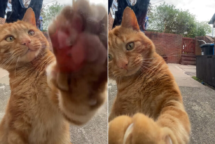 ※再生時音量注意！お家に入りたい猫。なんと窓ガラスのひっかき音を何度も鳴らしてアピール！！これには背中がゾクッとします【海外・動画】