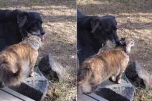 機嫌が良さそうな表情を見せる猫。どうやら犬がしてくれている頭へのグルーミングがイイ感じなようでうっとりしています【海外・動画】