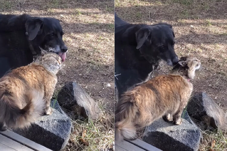 機嫌が良さそうな表情を見せる猫。どうやら犬がしてくれている頭へのグルーミングがイイ感じなようでうっとりしています【海外・動画】